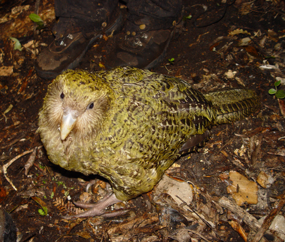 Alice the kākāpō